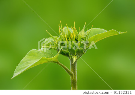 one sunflower blossom in a meadow one sunflower blossom in a meadow 91132331