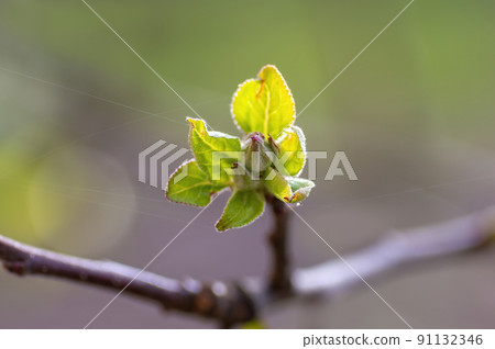 many fresh buds on a apple branch 91132346