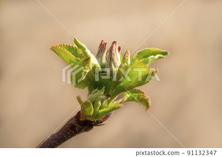 many fresh buds on a apple branch many fresh buds on a apple branch 91132347