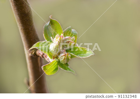 many fresh buds on a apple branch 91132348
