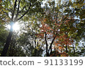 Autumn forest Komorebi 91133199