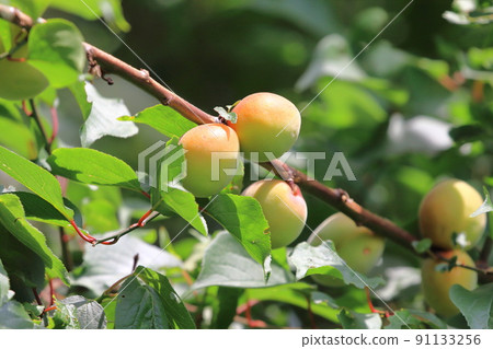 Plum fruit near harvest Plum fruit near harvest 91133256