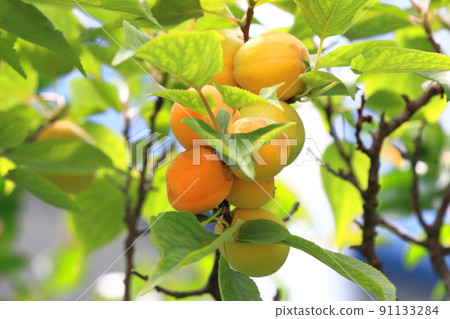 李子果實呈黃色 李子果實呈黃色 91133284