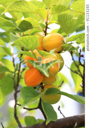 李子果實呈黃色 李子果實呈黃色 91133285