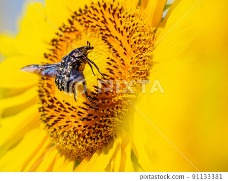 向日葵花和聖甲蟲 向日葵花和聖甲蟲 91133381