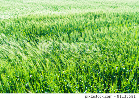 Wheat fields swaying in the wind Wheat fields swaying in the wind 91133581