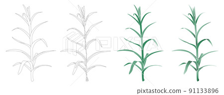 Carnation seedling type 1 Carnation seedling type 1 91133896