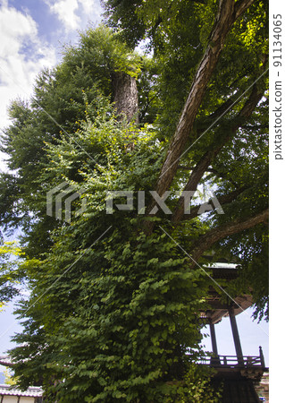 Kitamuki Kannon Temple Aizen Katsura Bessho Onsen Ueda City, Nagano Prefecture Kitamuki Kannon Temple Aizen Katsura Bessho Onsen Ueda City, Nagano Prefecture 91134065