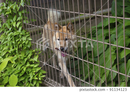 川上犬櫻 小諸市動物園 長野縣小諸市 91134123