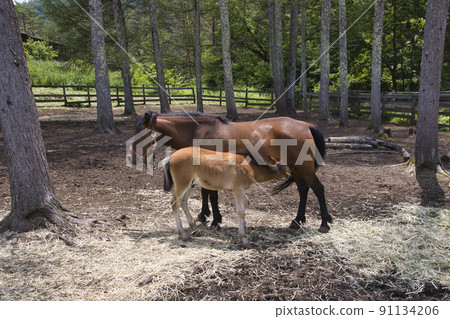 Kisouma no Sato, Kisouma's parent and child, Kaida Kogen, Kiso Town, Nagano Prefecture Kisouma no Sato, Kisouma's parent and child, Kaida Kogen, Kiso Town, Nagano Prefecture 91134206