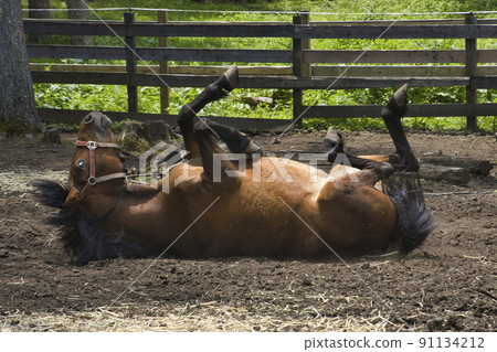 木曾馬, 木曾馬, 開田高原, 木曾町, 長野縣 91134212