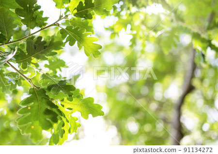 sun rays with radiant bokeh shines through forest trees sun rays with radiant bokeh shines through forest trees 91134272