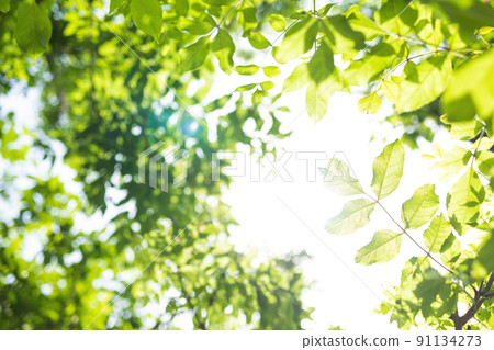 sun rays with radiant bokeh shines through forest trees sun rays with radiant bokeh shines through forest trees 91134273
