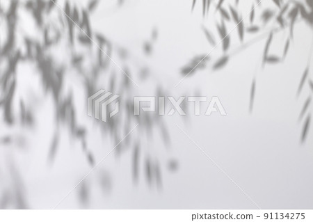 Gray shadows of garden flowers and grass Gray shadows of garden flowers and grass 91134275