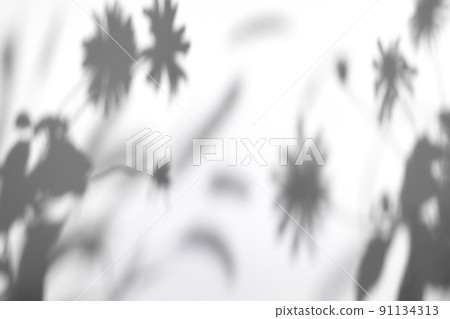Gray shadows of garden flowers and grass Gray shadows of garden flowers and grass 91134313