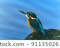 Kingfisher 91135026