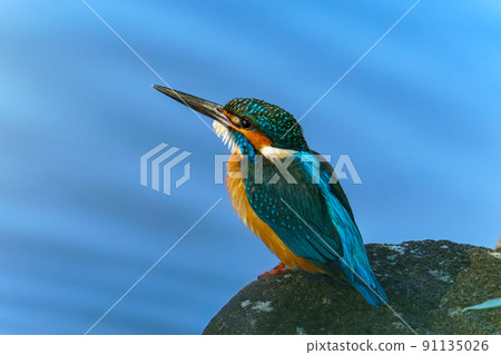 Kingfisher Kingfisher 91135026