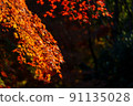 Falling autumn leaves 91135028