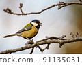 Great tit 91135031
