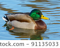 The mallard 91135033