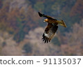 Aiming black kite 91135037