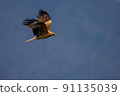 Flight of Tobi 91135039