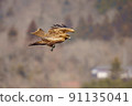 Black kite hunting 91135041