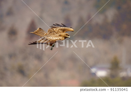 黑鳶狩獵 91135041