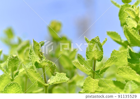 Apple mint Apple mint 91135529