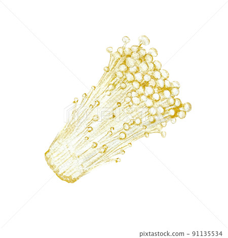 Realistic touch of watercolor painting of flammulina fili 91135534