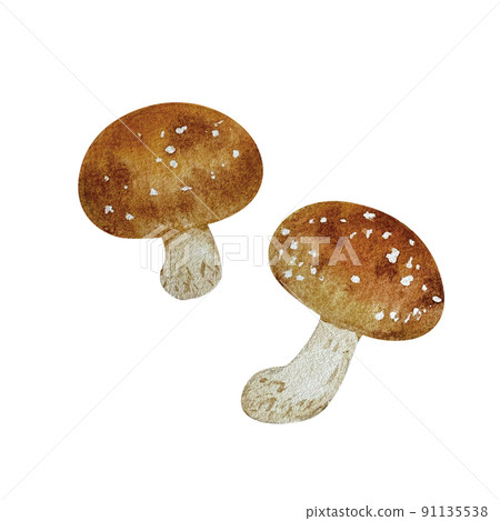 香菇真實觸感水彩畫 91135538