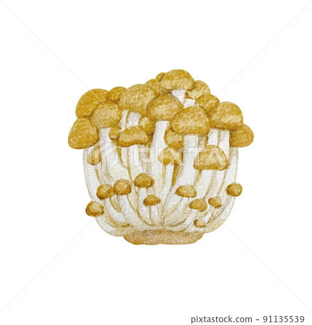 真姬菇水彩畫 91135539