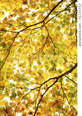Autumn leaves of Mt. Hyono, October Autumn leaves of Mt. Hyono, October 91135733