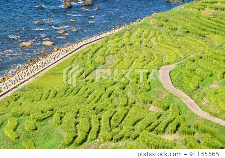 Summer Shiroyone Senmaida (Wajima City, Ishikawa Prefecture) Summer Shiroyone Senmaida (Wajima City, Ishikawa Prefecture) 91135865