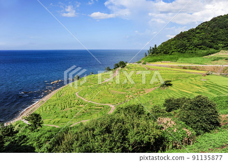 Summer Shiroyone Senmaida (Wajima City, Ishikawa Prefecture) Summer Shiroyone Senmaida (Wajima City, Ishikawa Prefecture) 91135877