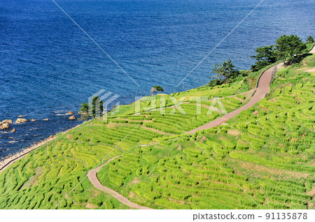 Summer Shiroyone Senmaida（石川縣輪島市） 91135878