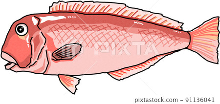 Illustration of tilefish Illustration of tilefish 91136041