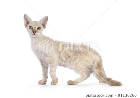 LaPerm cat kitten on white background 91136266