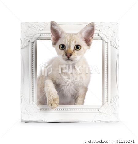 LaPerm cat kitten on white background 91136271