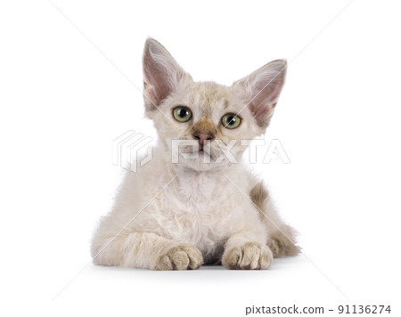 LaPerm cat kitten on white background 91136274