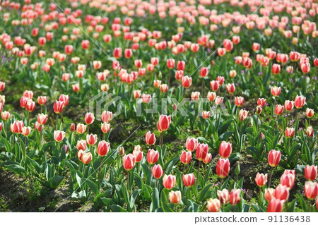 Expo park tulips Expo park tulips 91136438