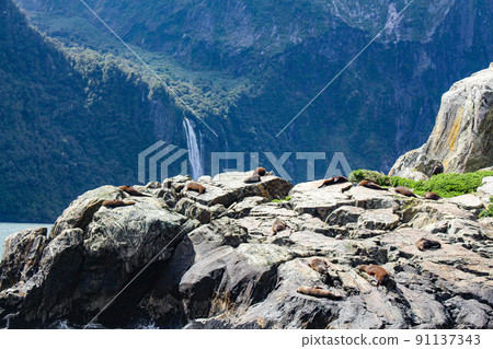 [New Zealand] Milford Sound Seal 91137343