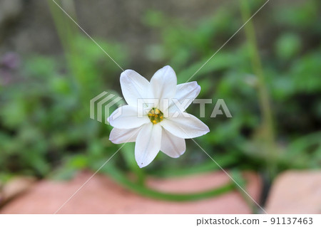 Hananilla Hananilla 91137463