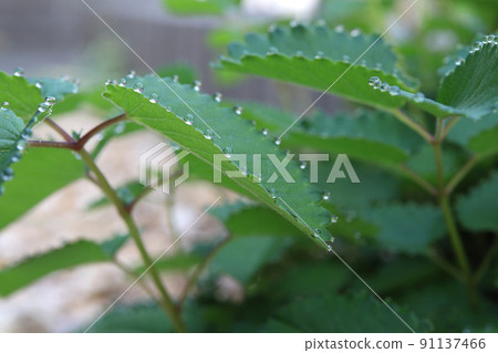 Water droplets of Sanguisorba officinalis Water droplets of Sanguisorba officinalis 91137466