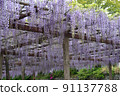 Wisteria trellis 91137788