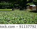 Water lily pond 91137792