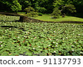 Water lily pond 91137793