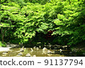 Green shade 91137794