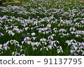 Iris 91137795