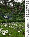 Iris and hydrangea 91137796